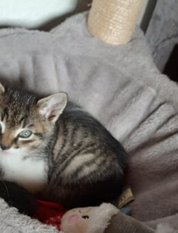 Handzahme Babykater abzugeben - Krauchenwies