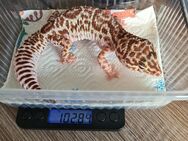 Schönes Giant Leopardgecko Mädchen - Meckesheim