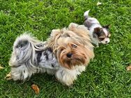 Yorkshire Terrier Welpen-verschiedene Farbgebungen u.Größen - Frankfurt (Main)