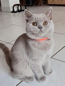 BKH Kitten Abgabebereit - Blaufelden