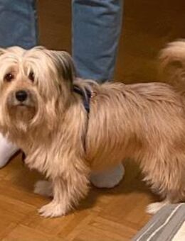 BOBBY-KLEIN , CHARMANT UND VOLLER LEBEN - Algermissen