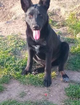 🐾🍀 Der süße Lukas sucht seine Menschen - Freilassing