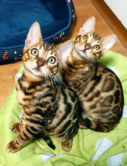 Bengal Kitten, Kater. - Bad Schönborn
