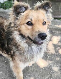 Rocky...von der Straße ins Herz - Tholey