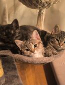 Wunderbare Ekh/Blh Kitten in 31515