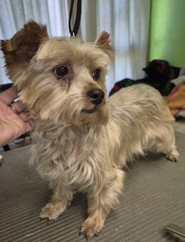 🌸 Lotti kleine Yorkshire Terrier Dame - Kassel