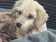 Lissy sucht ein neues Zuhause - Blankenheim (Nordrhein-Westfalen)