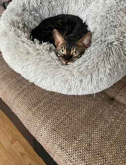 Wunderschöner Bengal-Kater, 4 Jahre, in liebevolle Hände abzugeben - Gummersbach