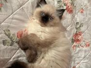 Reinrassige Ragdoll Kitten Weibchen Mädchen Kätzchen Katze - Bitburg