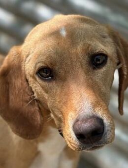 Gitano, geb. ca. 01/2024, Griechenland - Euskirchen