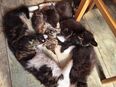 Maine coon kitten abzugeben in 06682