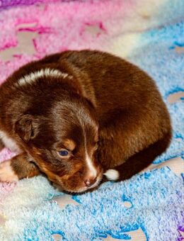Australian shepherd border collie welpen - Berkatal