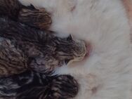 Wunderschöne Perser-BKH Kittenabzugeben - Versmold