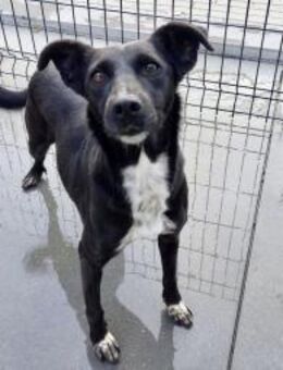 LISSIE ❤️ wartet auf ihr Glück - Fahrenzhausen