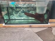Aquarium 200l - Roßleben
