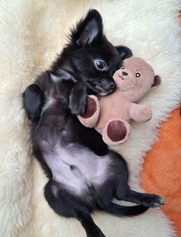 1 kleines Kuschelbärchen chihuahua pomeranian mix welpe sucht liebevolles zuhause - Mörfelden-Walldorf