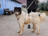 Liebenswerte Alita sucht Zuhause - München