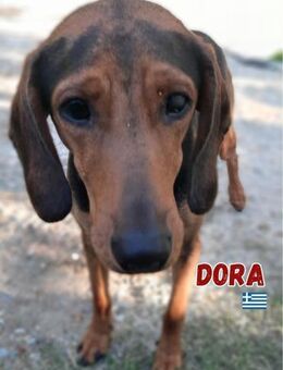 Dringend - Dora braucht ein zu Hause - Heppenheim (Bergstraße)