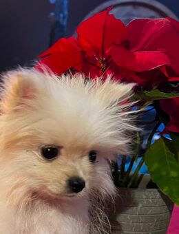 Pomeranien / Mini Spitz - Wrohm