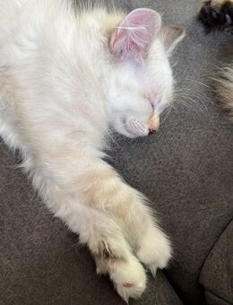 Sibirische Waldkatze Kitten Katzenkinder - Altötting
