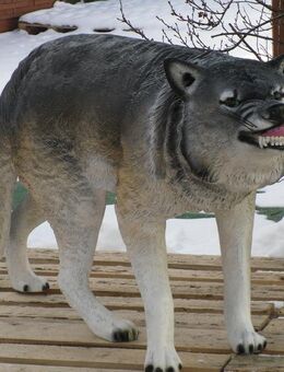 Dekofigur Wolf stehend lebensgroß Deko Gartendekofigur - Hergisdorf