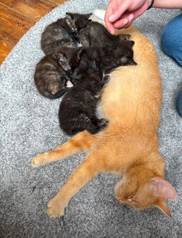 KITTEN Main Coon , Britisch Kurzhaar Mix - Emmendingen