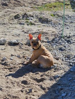 Französische Bulldogge - Radibor