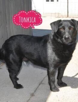 Tonkica ein absoluter Schatz - Flörsheim-Dalsheim