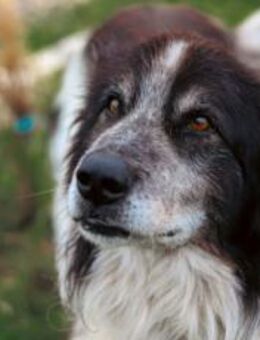 Liebenswerter Balu mit süßem Stehohr - München