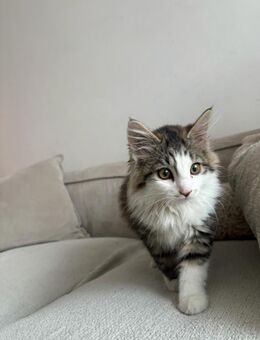 liebevolles Kätzchen - München Aubing-Lochhausen-Langwied