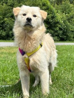 Cindy 💗 verschmuste Hündin sucht Liebe - Hamburg