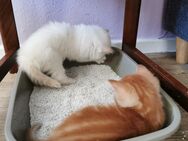 2 kleine Kitten abzugeben - Freital