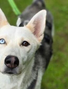 Hundedame FREYA wurde ausgesetzt - Gefrees