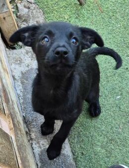 PIPPILOTTA - Welpenherz sucht Zuhause 💖 - Neudenau