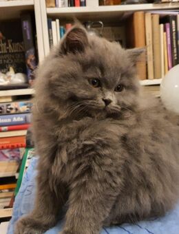 BKH - PERSER Mischlingskitten sucht ein neues liebevolles, dauerhaftes Zuhause. - Berlin