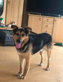 Schäferhundmix in 41849