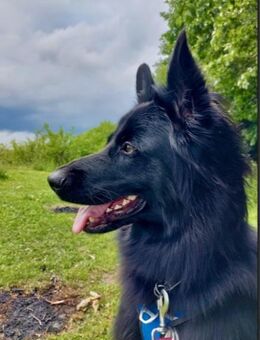 Bodhi sucht ein Zuhause! - Essen