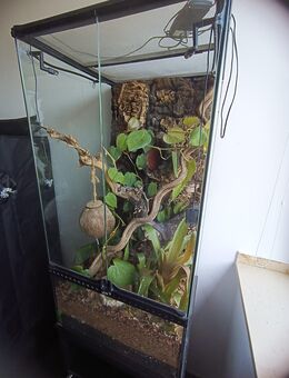 Ich verlose das komplette Terrarium-Set, Teile der Ausstattung, Kronengecko - Nettetal