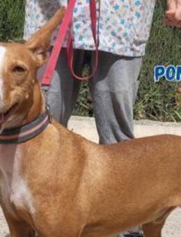 Pongo - gesellig und gehorsam - Heppenheim (Bergstraße)