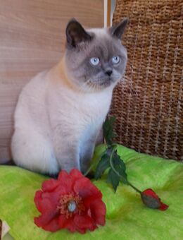 Reinrassiger Bkh Deckkater blue point - Calden