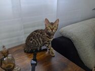 Dina Reinrassige Bengal Kitten mit Stammbaum - Ankum