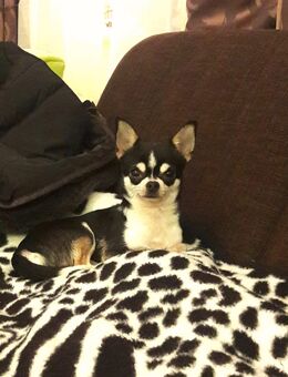 Chihuahua Deckrüde mit Ahnentafel - Bramsche