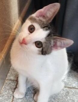 PETER Entdecker mit großem Herzen - Bad Camberg