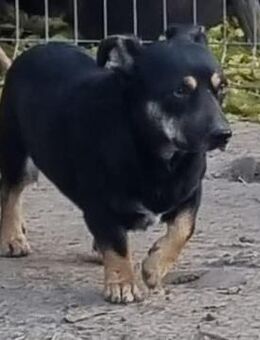 Mario♥️Kleiner Rüde sucht 4ever Home🙏 - München