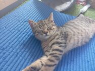 Katzenbabys suchen ein Neues Zuhause - Köln