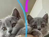 BKH kitten in blau farbe - Schwäbisch Gmünd Zentrum