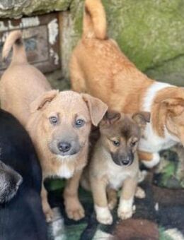 Vierbeiner - suchen Pflegestellen !!! - Kempen