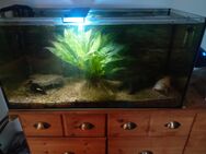 Axelotl mit Aquarium zu verkaufen - Wietze