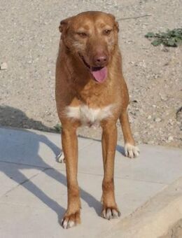 CONFETTI sucht seine Familie! - Saarbrücken