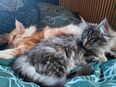 Norwegische Waldkatzen Kitten in 95176